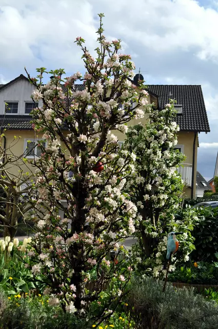April 2025. Die zwei Säulenapfelbäume sind in voller Blüte. | Foto: Daniela Somers