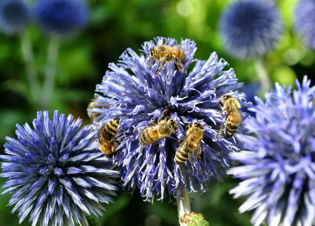 Über die Kugeldisteln freuen sich die Bienen im Sommer | Foto: Daniela Somers
