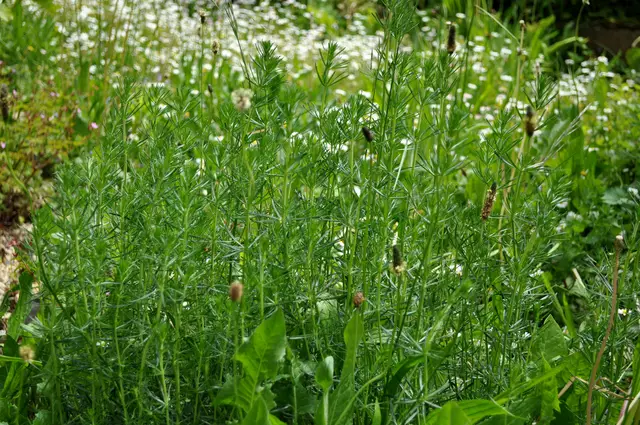 2025. Echtes Labkraut wächst auch in der Wiese. | Foto: Daniela Somers