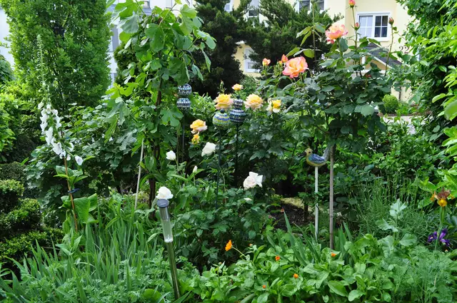Juli 2013. Die Feige war noch klein und es gab sogar noch Buchsbaum im Garten.  | Foto: Daniela Somers