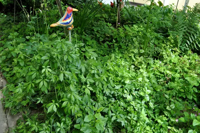 Eine meiner Lieblingspflanzen. Jiaogulan. Der deutsche Name ist: Kraut der Unsterblichkeit. Der Botanische Name: Gynostemma pentaphyllum. Es gehört zur Familie der Kürbisgewächse. Ist nach einigen Jahren winterhart. Ich nasche immer beim vorbei laufen. Nehme es aber auch als Gewürzpflanze oder in den Tee. | Foto: Daniela Somers