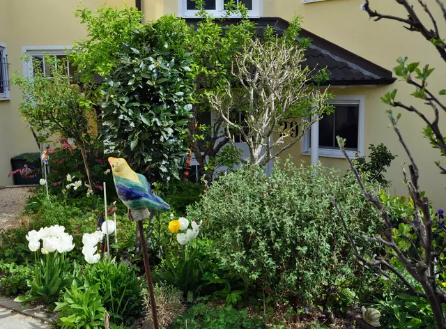 2025. Die Kräuterspirale ist längst Vergangenheit. Im Vordergrund ist ein neues Kräuterbeet entstanden mit der Zistrose als Mittelpunkt. Aber hier darf auch die Goldrute wachsen. Dahinter wächst ein echter Küchenlorbeer. Und dahinter der Pflaumenbaum und die Johannisbeersträucher. | Foto: Daniela Somers