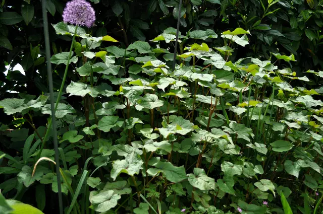 2025. Ausdauernder Baumspinat (Fagopyrum cymosum). Auch wilder Buchweizen genannt. Er eignet sich zur Verwendung wie Spinat. Kann aber auch roh verzehrt werden. Das beste daran: Einmal gepflanzt muss man sich nicht mehr darum kümmern und hat immer etwas zum Ernten. Bei mir kommt er oft mit richtigem Spinat in den Topf. Oder auch in Smoothies. | Foto: Daniela Somers