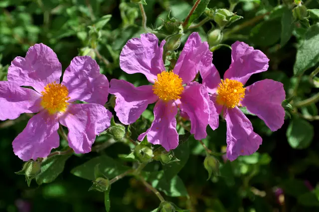 Wunderschöne Blüten der Zistrose. Die Bienen lieben sie auch. | Foto: Daniela Somers