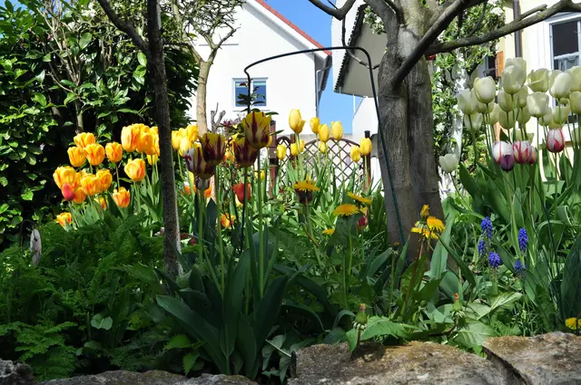 Frühjahr 2024. Natürlich gibt es auch Tulpen und Zuchtpflanzen in meinem Garten. Aber daneben darf auch mal ein Löwenzahn wachsen. | Foto: Daniela Somers