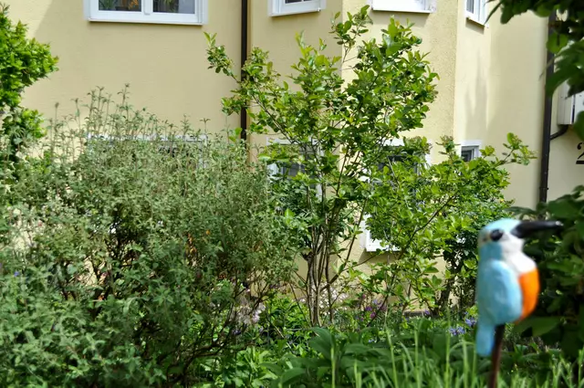 2025. Auch eine Aronia wächst im Garten. Die Beeren haben einen sehr hohen Anteil an Anthocyane. Das ist der blau/schwarze Farbstoff der sehr gesund ist. | Foto: Daniela Somers