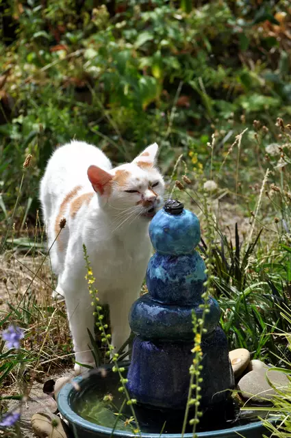 2024. Samira liebt ihren Brunnen. Aber auch Wespen und Bienen freuen sich am Wasser. | Foto: Daniela Somers