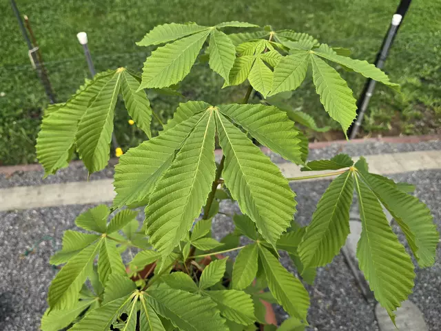 Foto: Heidrun Rosenberger