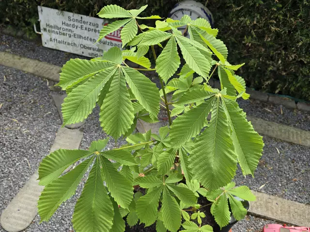 Foto: Heidrun Rosenberger