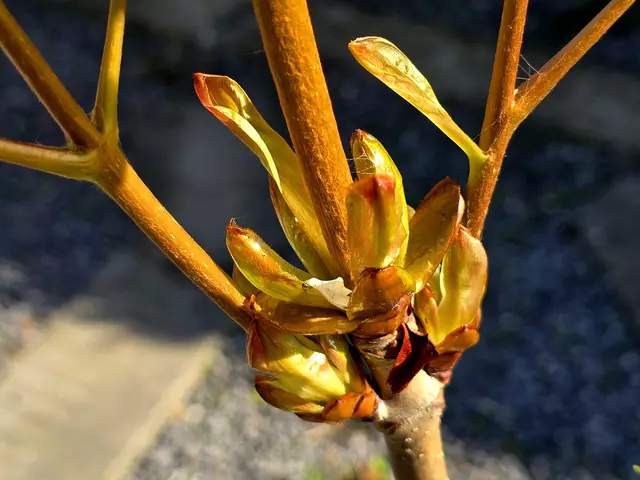 Foto: Heidrun Rosenberger