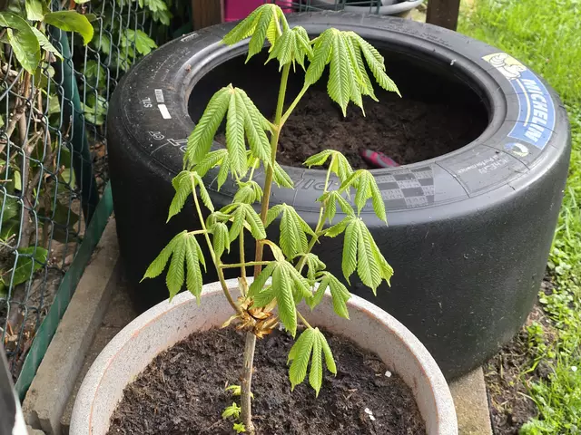 11. April 2024 | Foto: Heidrun Rosenberger