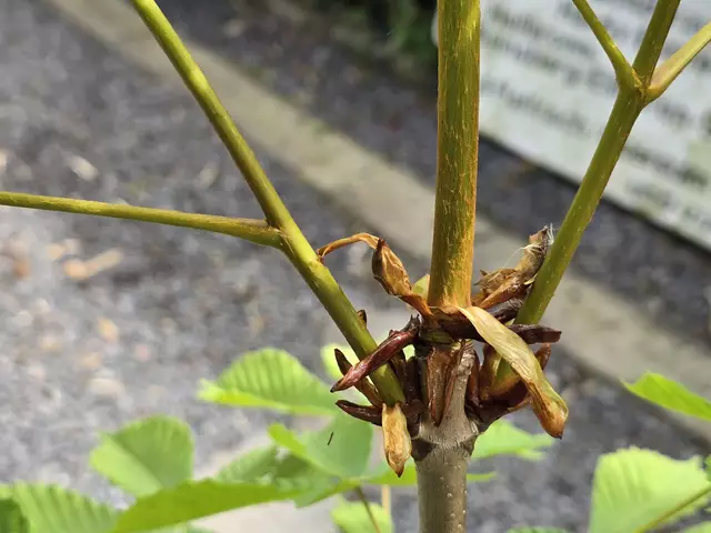 Foto: Heidrun Rosenberger