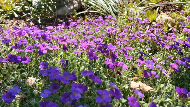 Garteneinblicke🪷🌺🌸🌞😎😍 | Foto: Ralf Röser