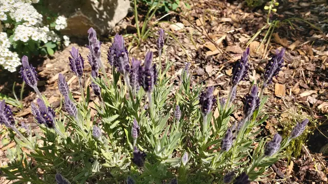 Garteneinblicke🪷🌺🌸🌞😎😍 | Foto: Ralf Röser