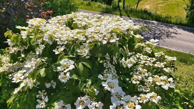 Garteneinblicke🪷🌺🌸🌞😎😍 | Foto: Ralf Röser
