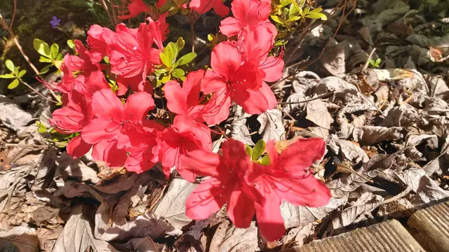 Garteneinblicke🪷🌺🌸🌞😎😍 | Foto: Ralf Röser