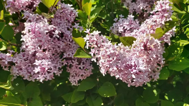 Garteneinblicke🪷🌺🌸🌞😎😍 | Foto: Ralf Röser