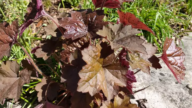 Garteneinblicke🪷🌺🌸🌞😎😍 | Foto: Ralf Röser