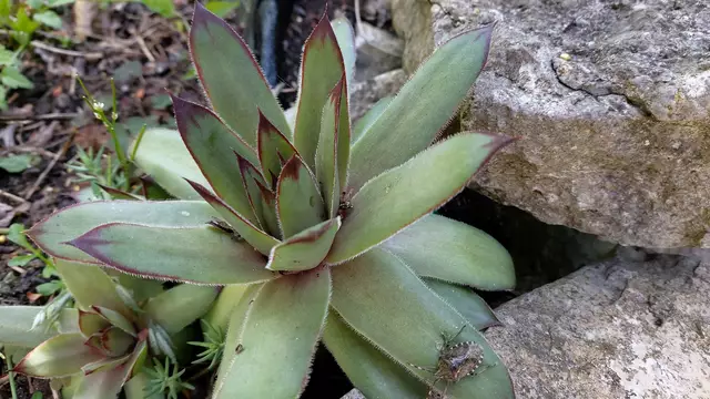 Garteneinblicke🪷🌺🌸🌞😎😍 | Foto: Ralf Röser