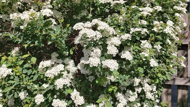 Garteneinblicke🪷🌺🌸🌞😎😍 | Foto: Ralf Röser