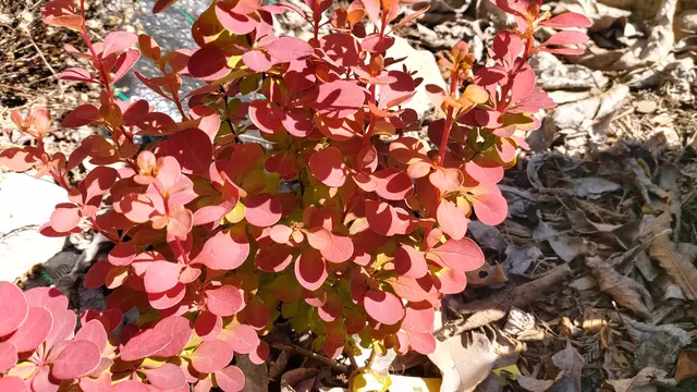 Garteneinblicke🪷🌺🌸🌞😎😍 | Foto: Ralf Röser