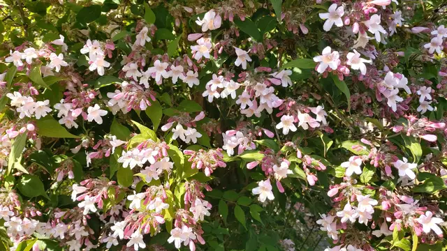 Garteneinblicke🪷🌺🌸🌞😎😍 | Foto: Ralf Röser