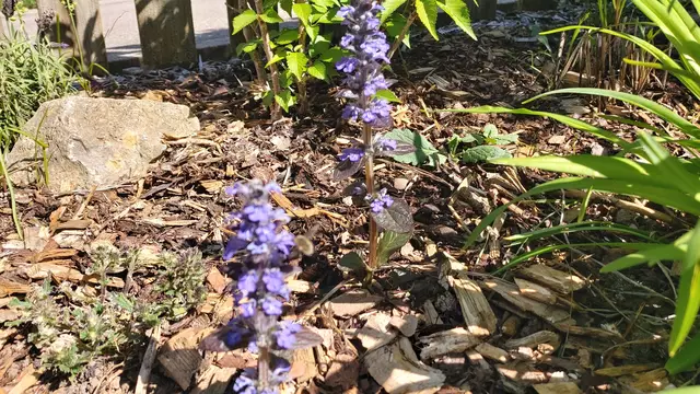 Garteneinblicke🪷🌺🌸🌞😎😍 | Foto: Ralf Röser