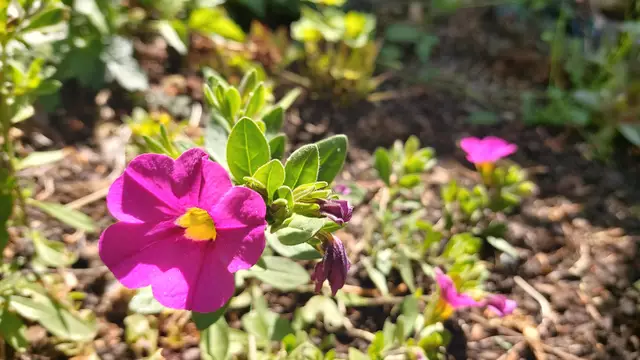 Garteneinblicke🪷🌺🌸🌞😎😍 | Foto: Ralf Röser