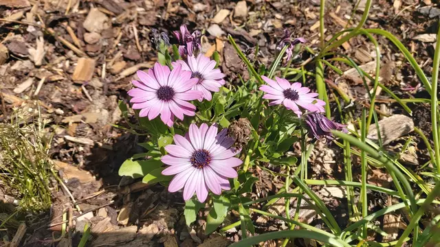 Garteneinblicke🪷🌺🌸🌞😎😍 | Foto: Ralf Röser