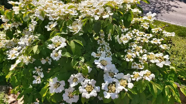 Garteneinblicke🪷🌺🌸🌞😎😍 | Foto: Ralf Röser