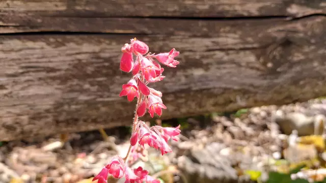 Garteneinblicke🪷🌺🌸🌞😎😍 | Foto: Ralf Röser