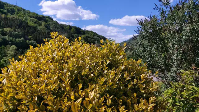 Garteneinblicke🪷🌺🌸🌞😎😍 | Foto: Ralf Röser