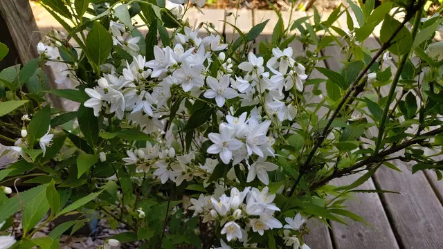 Garteneinblicke🪷🌺🌸🌞😎😍 | Foto: Ralf Röser