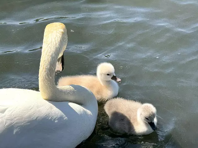 Foto: Heide Böllinger aus Bad Friedrichshall
