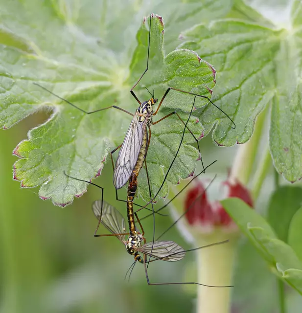 Nephrotoma | Foto: c uschipohl