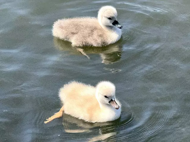 Foto: Heide Böllinger aus Bad Friedrichshall