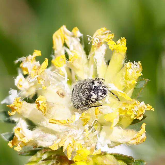 Trauer - Rosenkäfer | Foto: c uschipohl