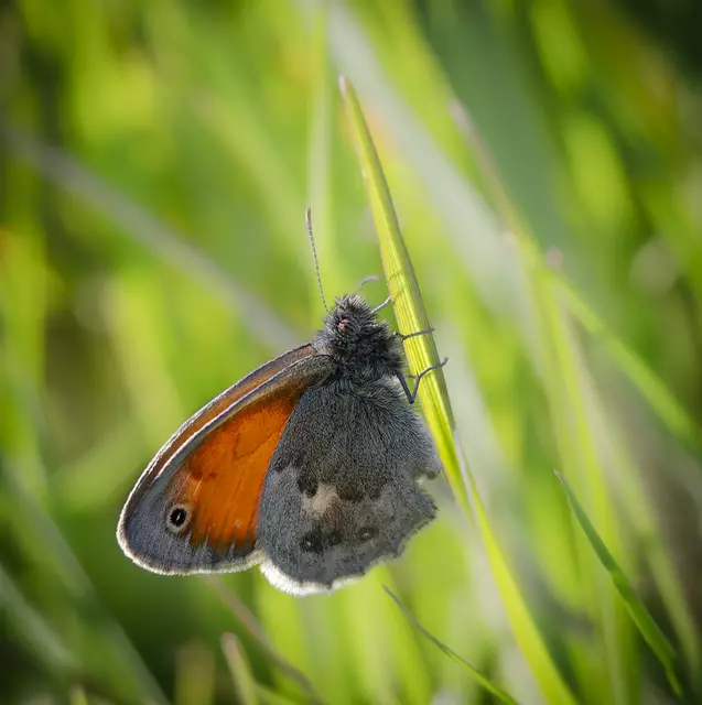 Kleines Wiesenvögelchen | Foto: c uschipohl