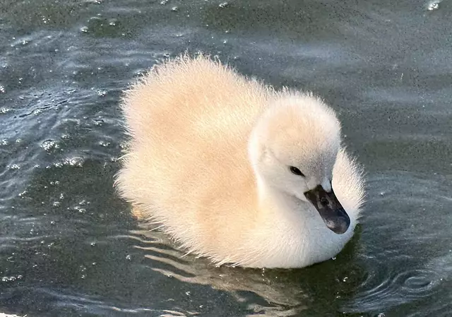 Foto: Heide Böllinger aus Bad Friedrichshall