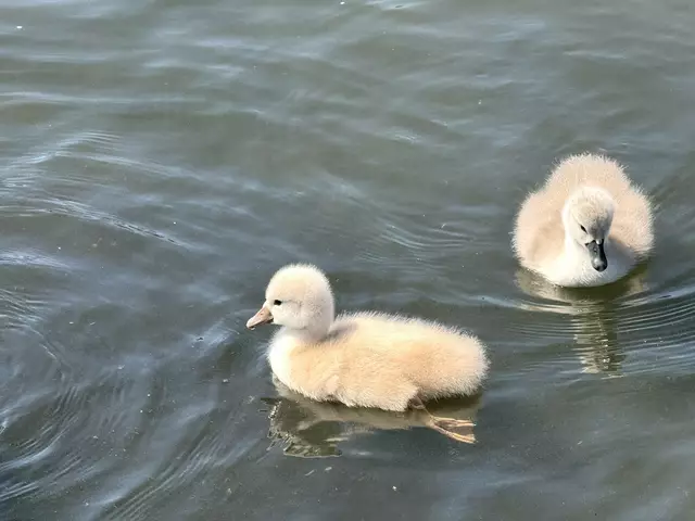 Foto: Heide Böllinger aus Bad Friedrichshall