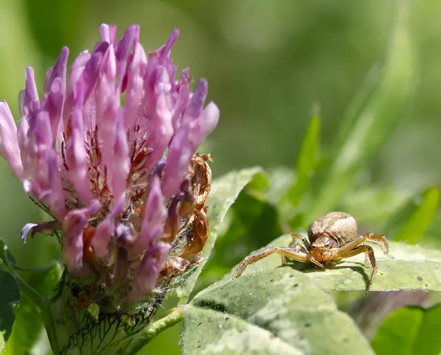 Xysticus Krabbenspinne | Foto: c uschipohl