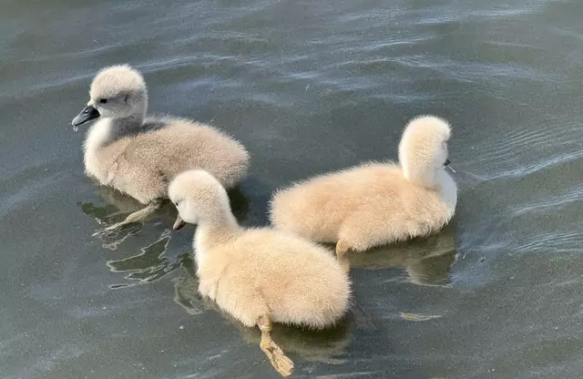 Foto: Heide Böllinger aus Bad Friedrichshall