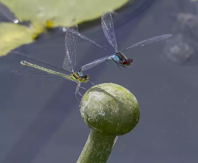 Gemeine Binsenjungfer | Foto: c uschipohl