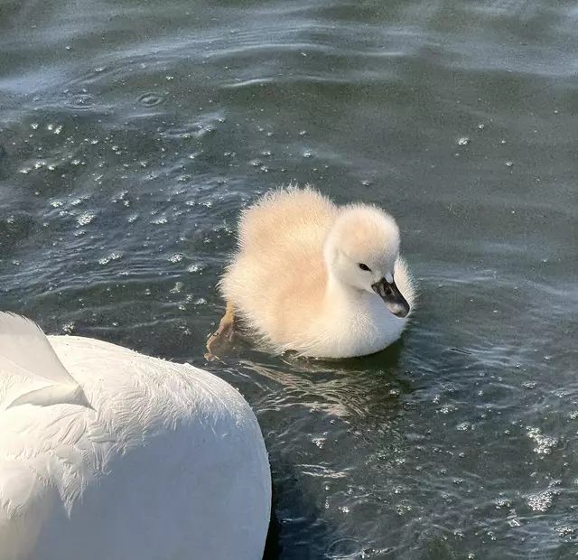 Foto: Heide Böllinger aus Bad Friedrichshall