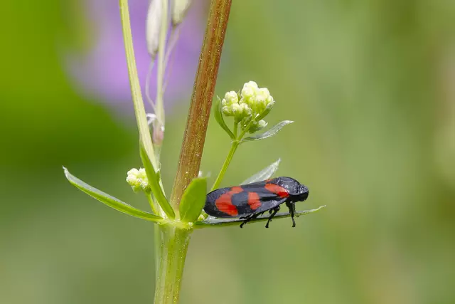 Cercopis vulnerata | Foto: c uschipohl