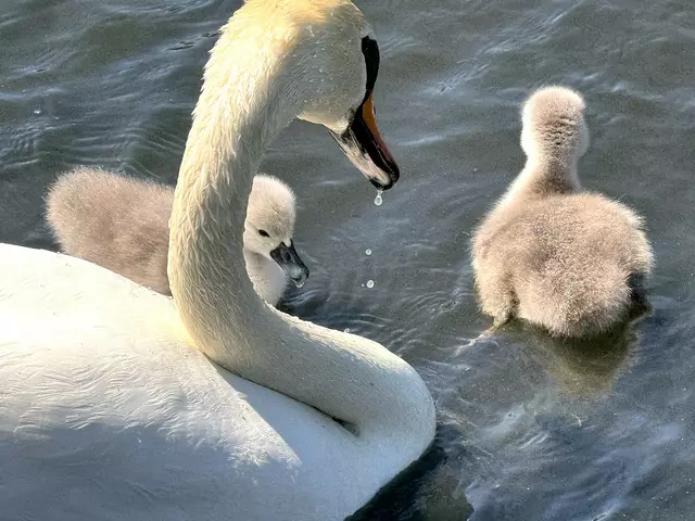 Foto: Heide Böllinger aus Bad Friedrichshall