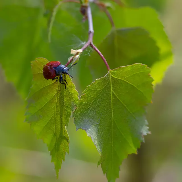 Pappelblattkäfer | Foto: c uschipohl
