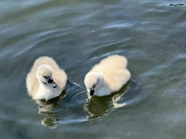 Foto: Heide Böllinger aus Bad Friedrichshall