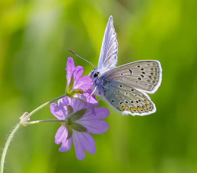 Hauhechel - Bläuling | Foto: c uschipohl