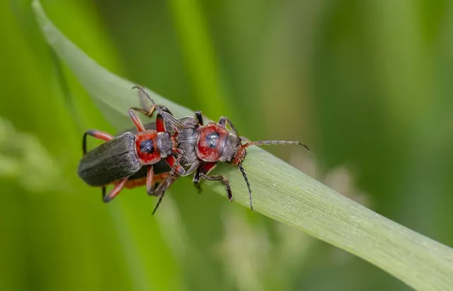 Käfer mit Herz - Cantharis Rustica | Foto: c uschipohl
